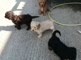 Cockapoo