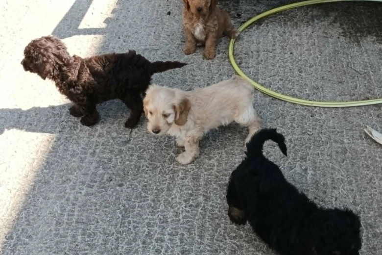 Cockapoo