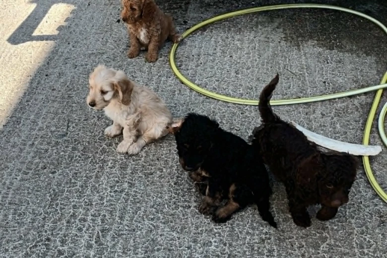 Cockapoo