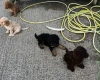 Cockapoo