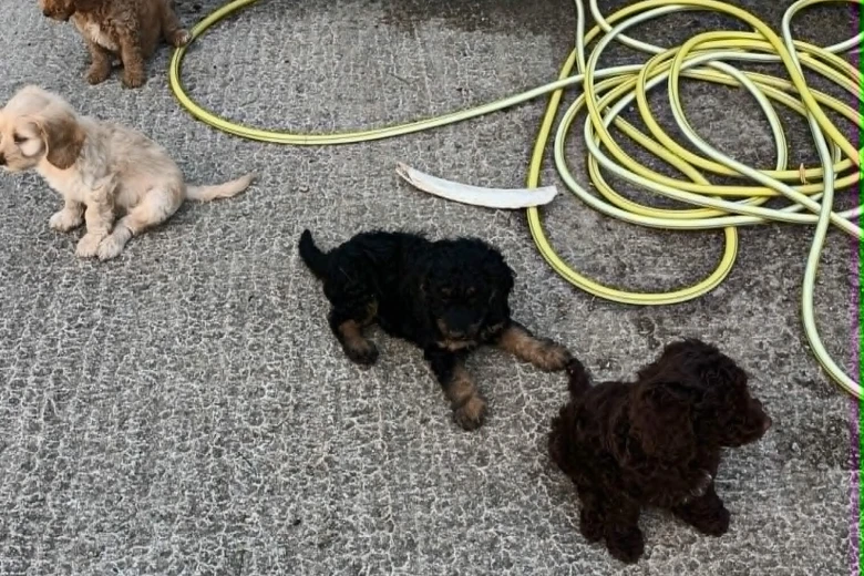 Cockapoo