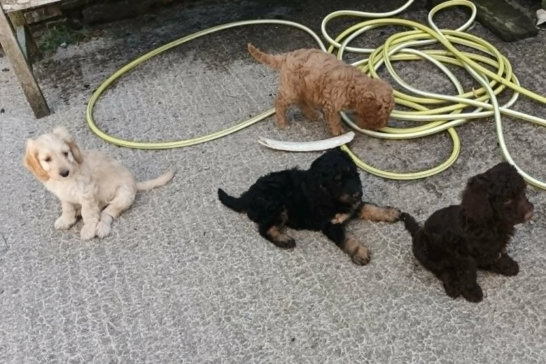 Cockapoo