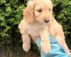 Cockapoo