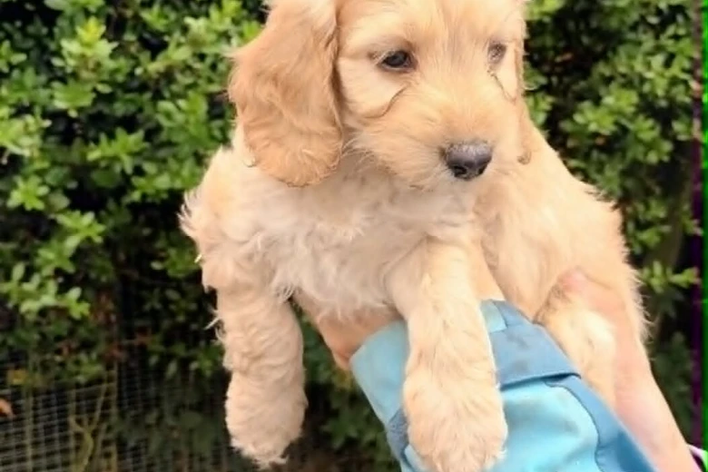 Cockapoo