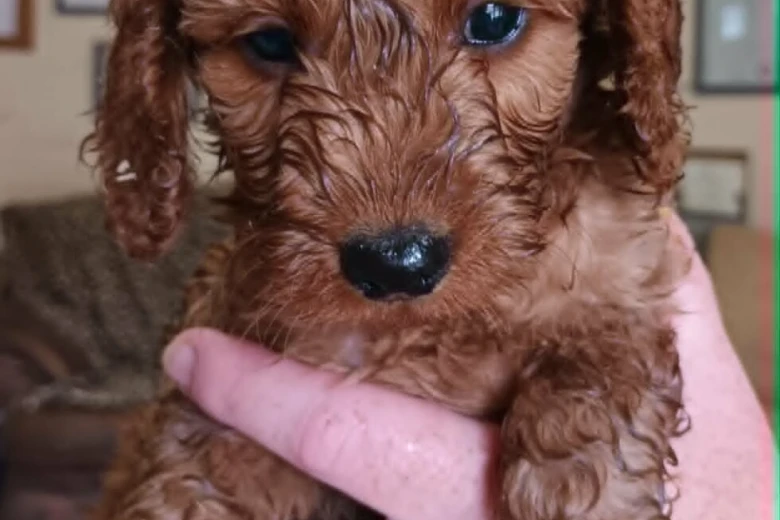 Cockapoo
