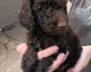 Cockapoo