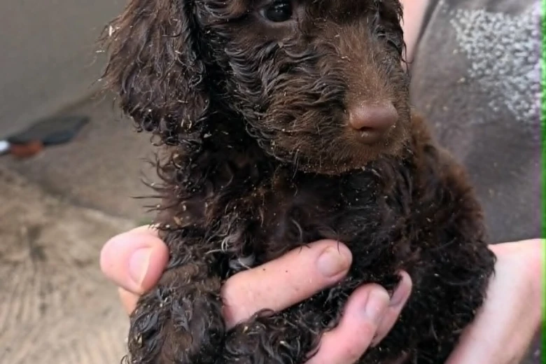 Cockapoo