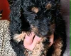 Cockapoo