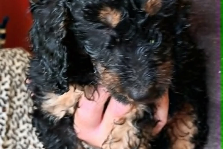 Cockapoo