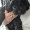 Cockapoo