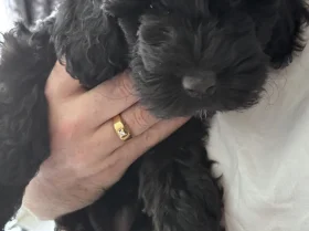 Cockapoo