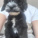 Cockapoo