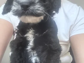 Cockapoo