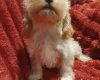 Cockapoo