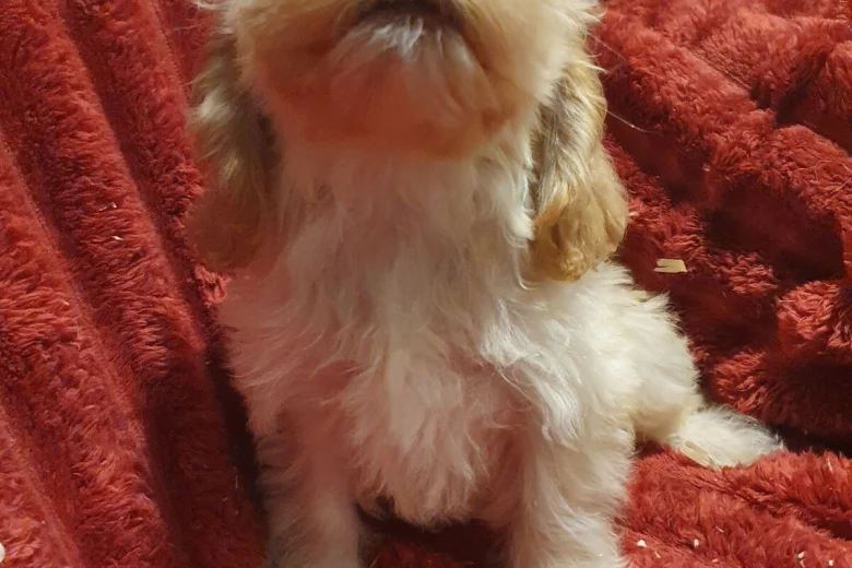 Cockapoo