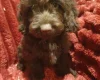Cockapoo