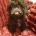 Cockapoo