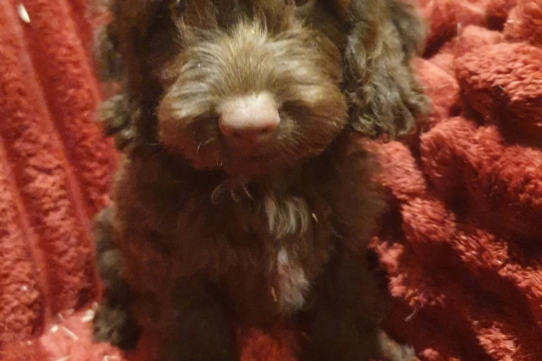 Cockapoo