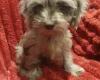 Cockapoo
