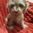 Cockapoo