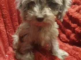 Cockapoo