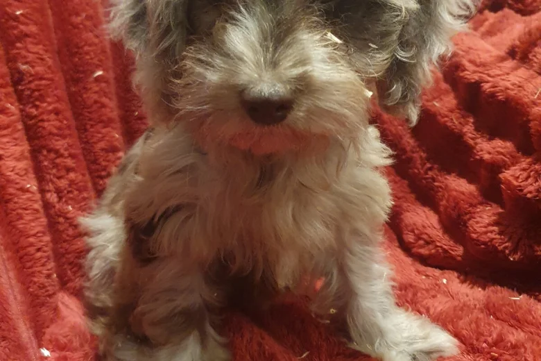 Cockapoo