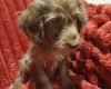 Cockapoo