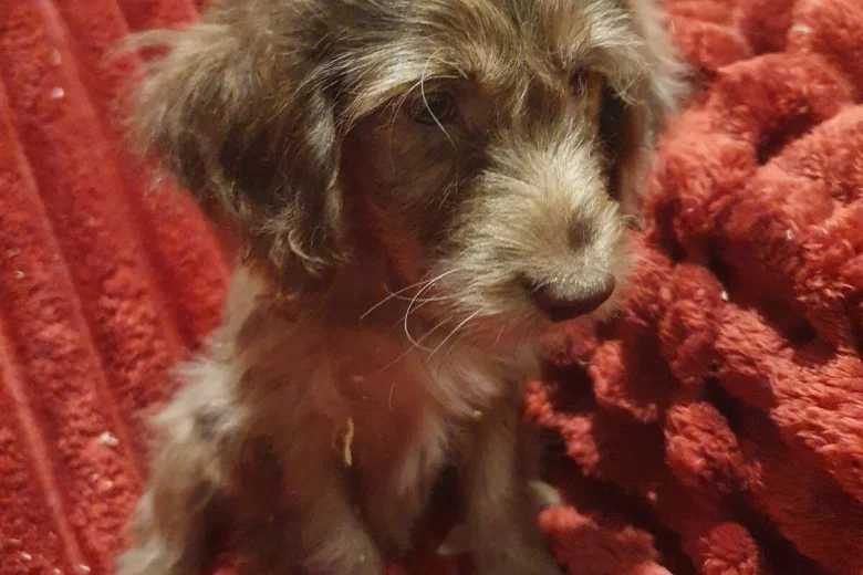 Cockapoo