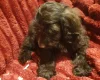 Cockapoo