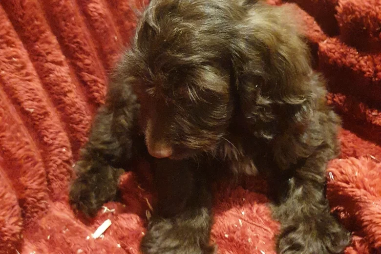 Cockapoo