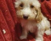 Cockapoo