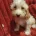 Cockapoo