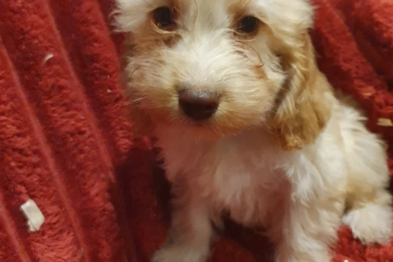 Cockapoo