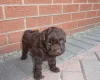 Cockapoo