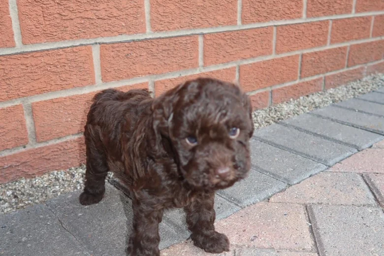 Cockapoo