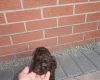 Cockapoo