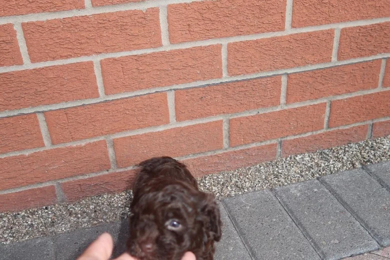 Cockapoo