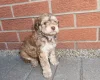 Cockapoo