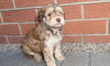 Cockapoo