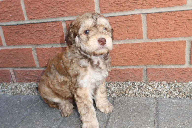 Cockapoo