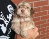 Cockapoo