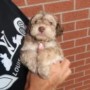 Cockapoo