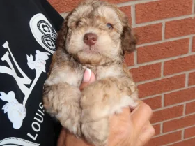 Cockapoo