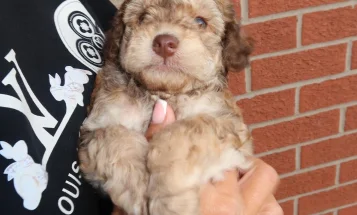Cockapoo