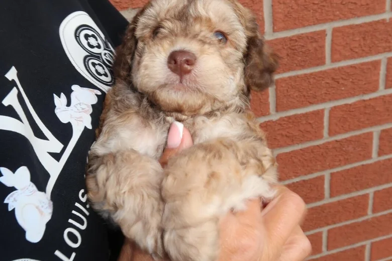 Cockapoo