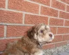 Cockapoo