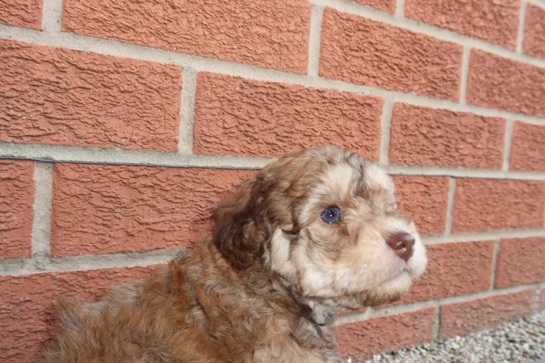 Cockapoo