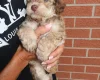 Cockapoo