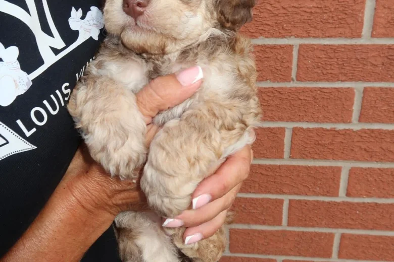 Cockapoo