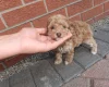 Cockapoo